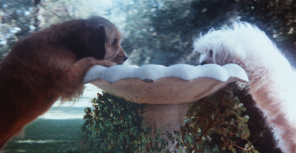 BirdBath